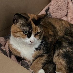 Meet your Posher, Pretty